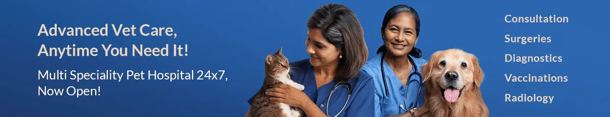 Paw-some Care for Your Best Friend